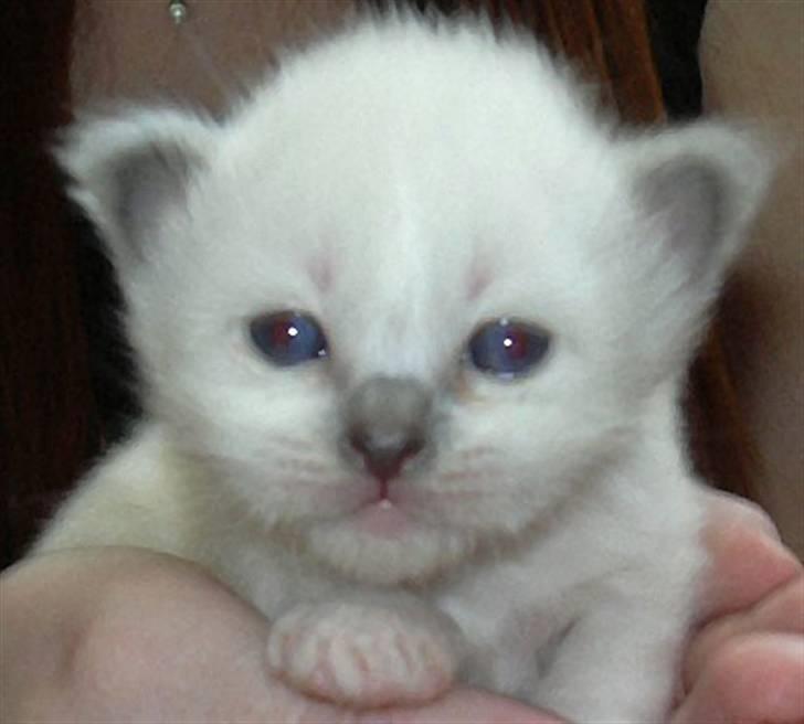 Hellig Birma Feleisa - Her har jeg lige fået øjne billede 2