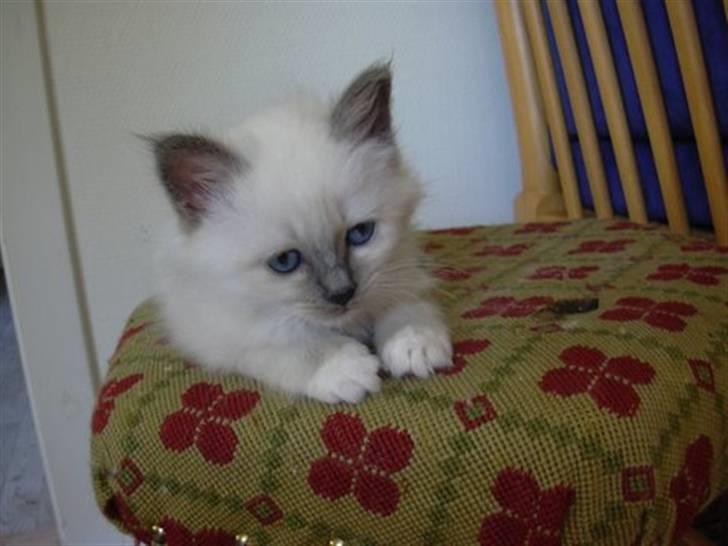 Hellig Birma Feleisa - Det er bare en dejlig stol  billede 3