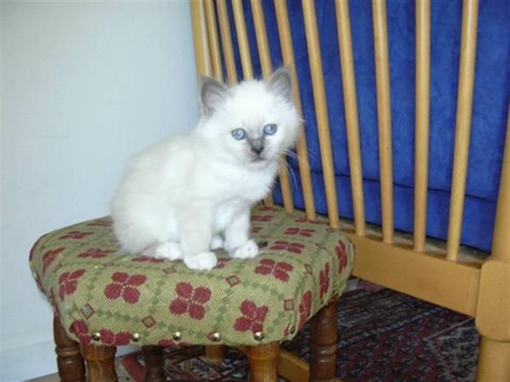 Hellig Birma Feleisa - Davs venner billede 4