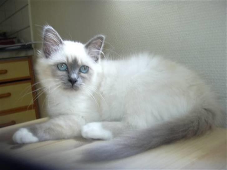 Hellig Birma Feleisa - Kom og kæl med mig... billede 5