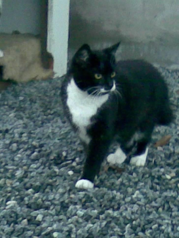 Huskat Kitty billede 1