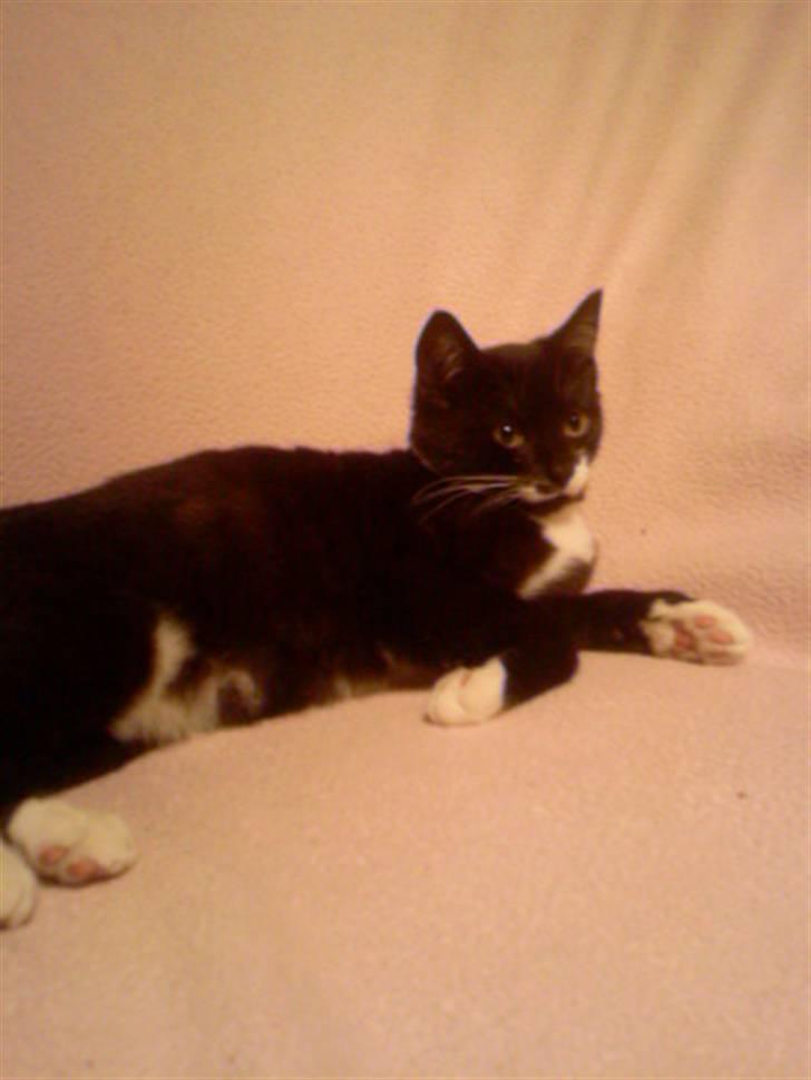 Huskat Kitty billede 2