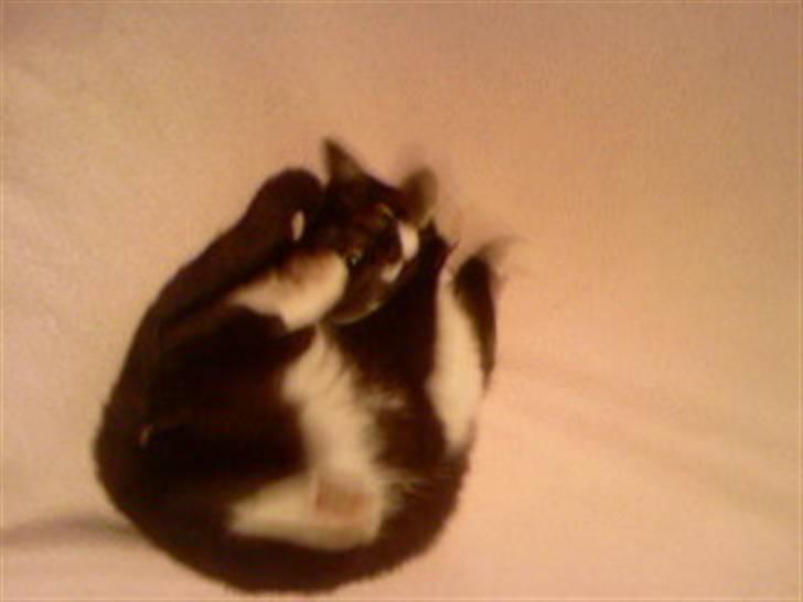 Huskat Kitty billede 3