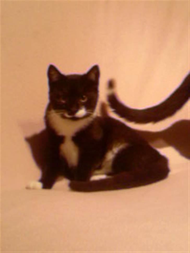 Huskat Kitty billede 4