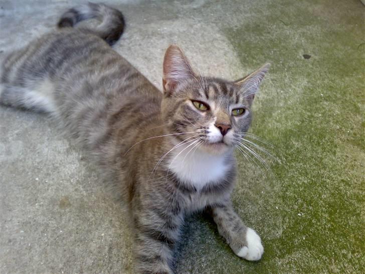 Maine Coon Tove billede 8