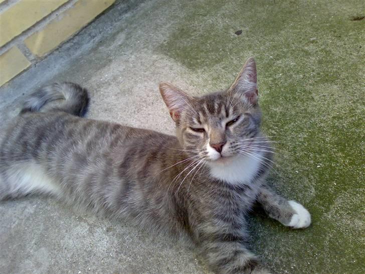 Maine Coon Tove billede 9