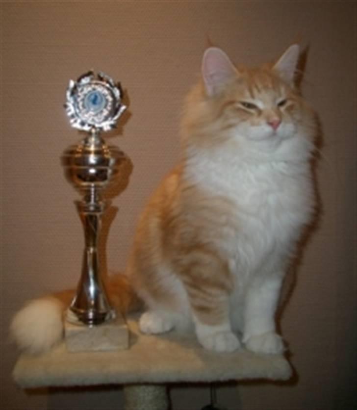 Norsk Skovkat Mars - fra udstillingen i Gladsaxe han blev BOX da han tabte i en lodtrækning om BIS (Best in Show) billede 3