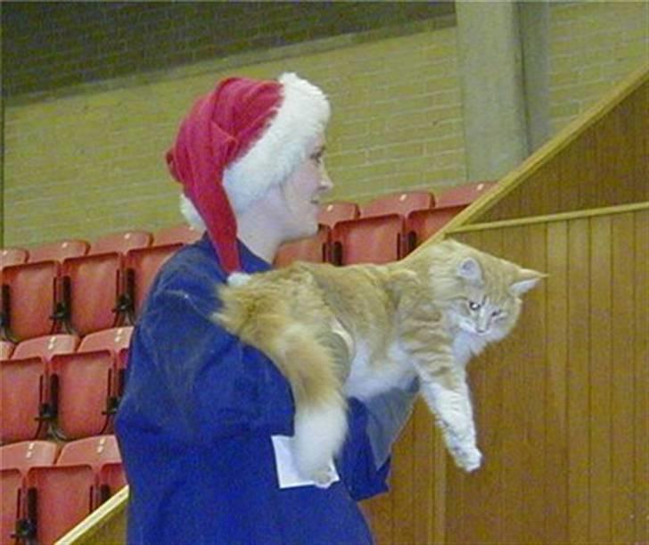 Norsk Skovkat Mars - stadig juleudstilling i gladsaxe billede 4