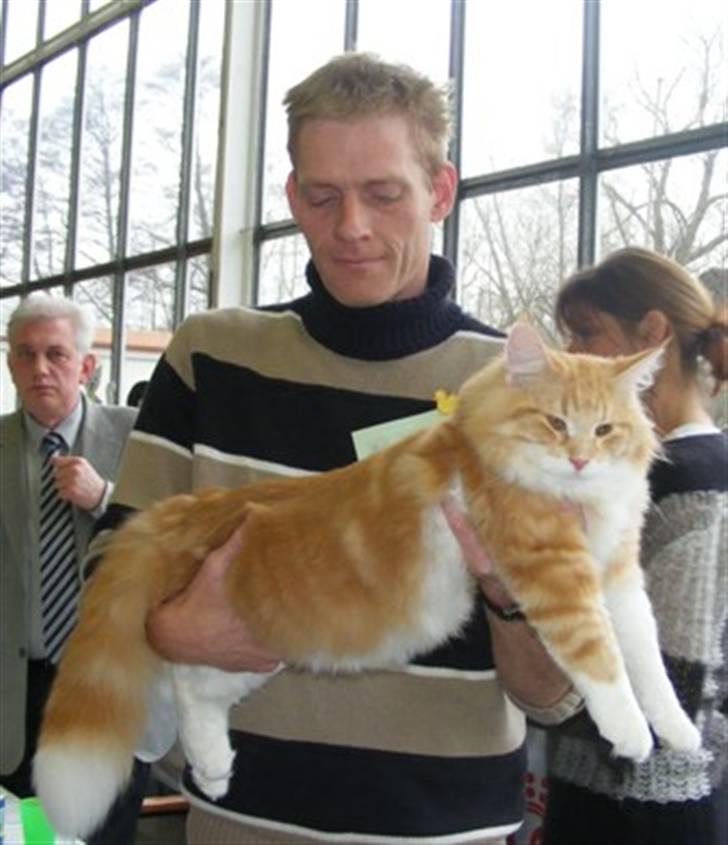 Norsk Skovkat Mars - Udstilling Grömitz billede 5