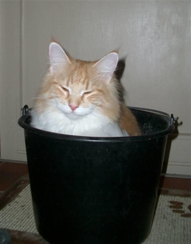 Norsk Skovkat Mars billede 6