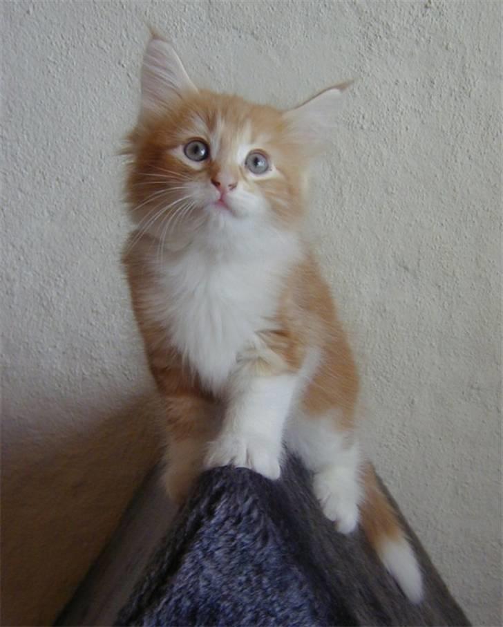 Norsk Skovkat Mars billede 7