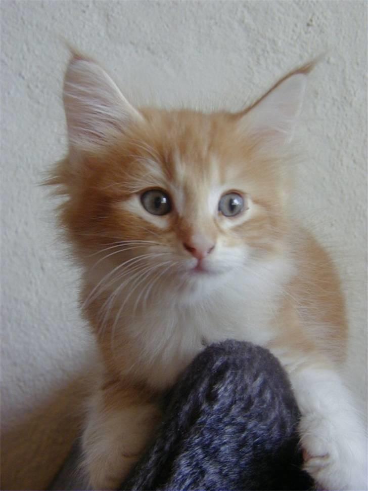 Norsk Skovkat Mars billede 8