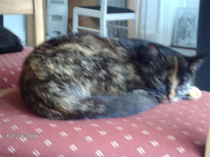 Huskat ronja (Forladt os) - Det sidste billede af min afdøde elskede mis ! billede 13