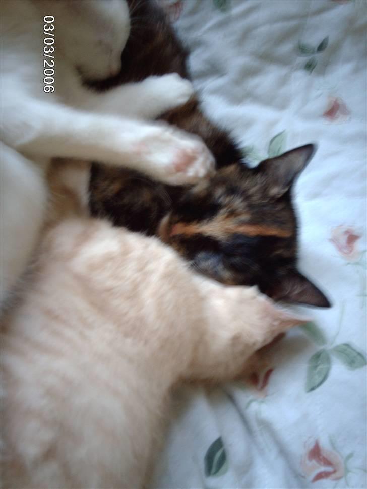 Huskat ronja (Forladt os) - Her blir hun lige overfaldet af sine smukke mislinger..! billede 14