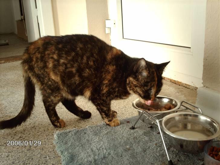 Huskat ronja (Forladt os) - Et af Ronjas måltider i live..! billede 15