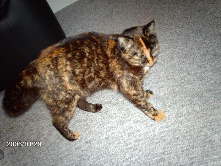 Huskat ronja (Forladt os) - Ronjamis.. min elskede..! billede 16