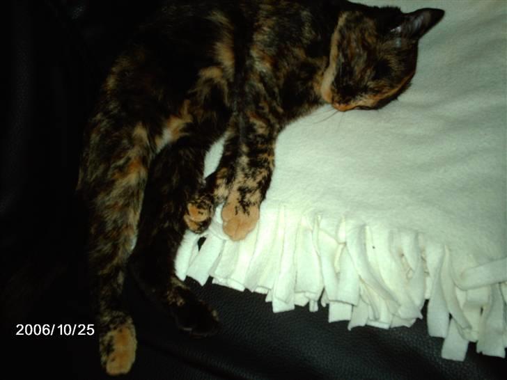 Huskat ronja (Forladt os) billede 17