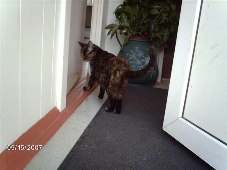 Huskat ronja (Forladt os) - Ja så vil jeg gerne ind mor..! billede 18