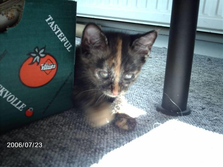 Huskat ronja (Forladt os) - Den første dag vi havde fået vores smukke, dejlige mis hjem..! billede 19