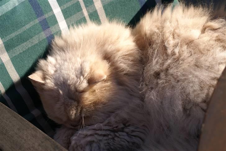 Perser gismi cannabinola billede 8