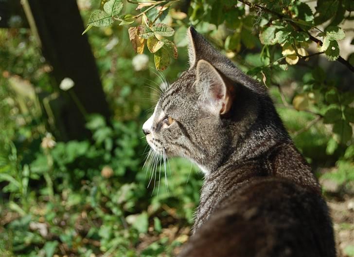 Huskat Figaro ! Forsvundet ! - foto: Mette Hansen billede 1