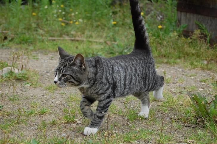 Huskat Figaro ! Forsvundet ! - foto: Mette Hansen billede 2