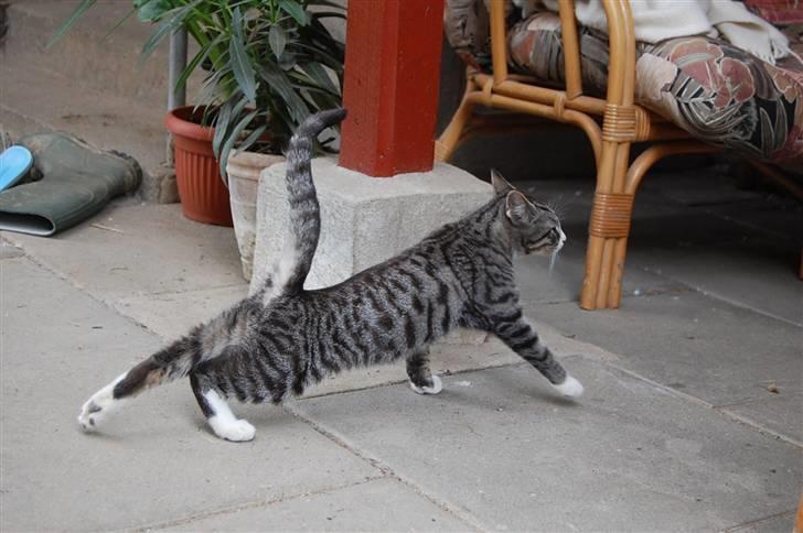 Huskat Figaro ! Forsvundet ! - foto: Mette Hansen billede 3