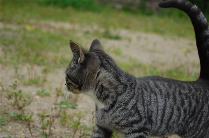 Huskat Figaro ! Forsvundet ! - foto: Mette Hansen billede 4