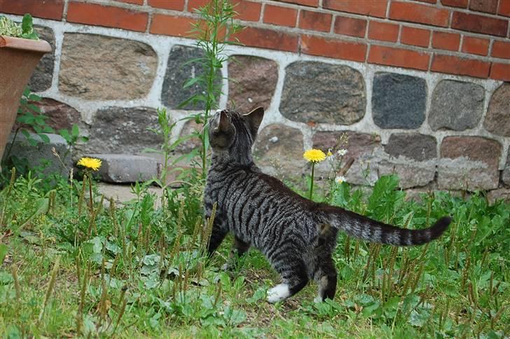 Huskat Figaro ! Forsvundet ! - foto: Mette Hansen billede 5