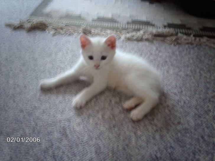 Huskat Virago - Jeg hedder Virago.. Er jeg ikke dejlig? billede 1