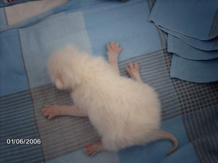 Huskat Virago - Virago 1 dag gammel..! billede 2