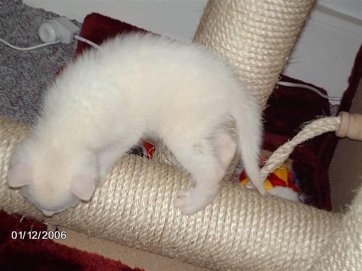 Huskat Virago - Ude på sjov.. billede 3