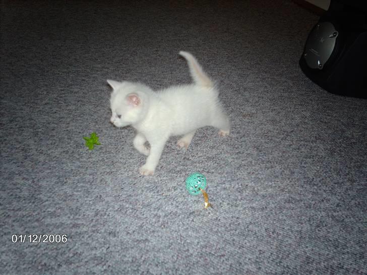 Huskat Virago - Hæ hæ hæ hæ.. vi leger.. billede 4