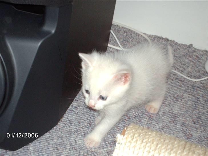 Huskat Virago - Virago leger.. billede 5