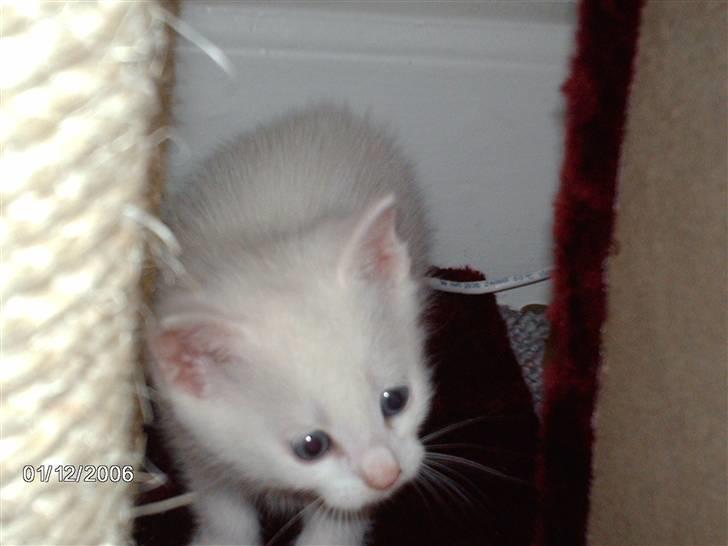 Huskat Virago - Hov hvad er det..? billede 6