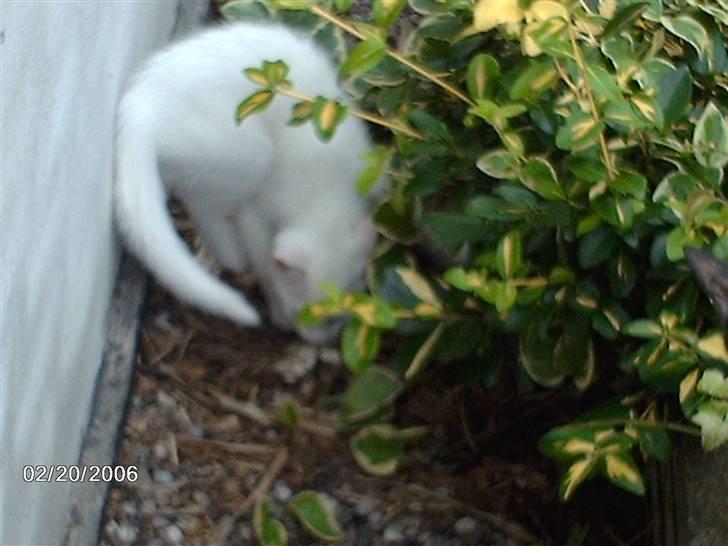 Huskat Virago - Deres føste tur ude, de leger vist fange!?! billede 7