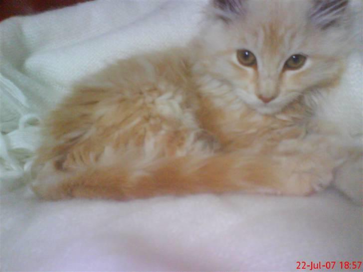 Maine Coon Vinterbo´s Alfred. billede 6