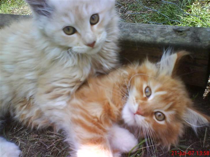 Maine Coon Vinterbo´s Alfred. billede 7