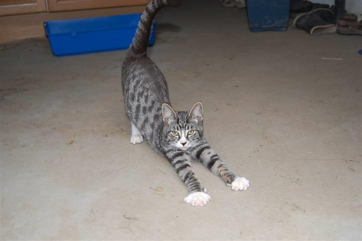 Huskat Figaro ! Forsvundet ! - foto: Mette Hansen billede 6