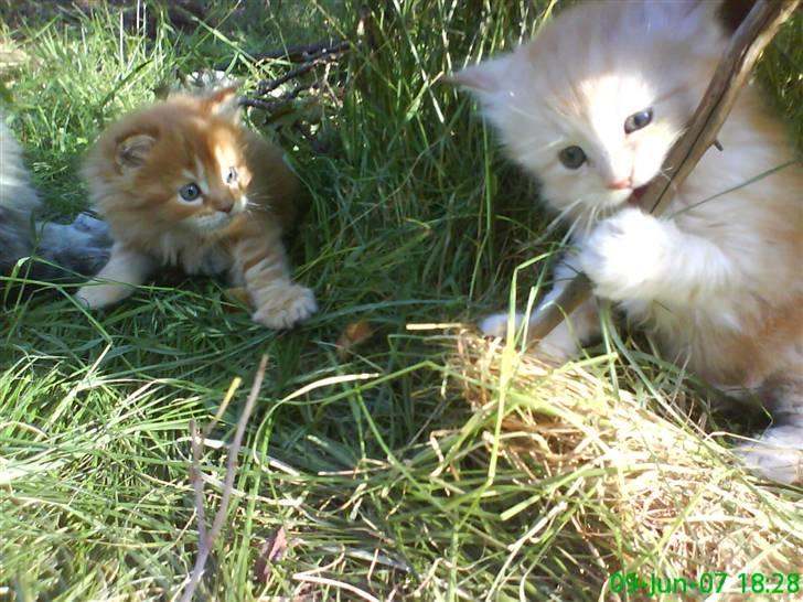 Maine Coon Vinterbo´s Alfred. billede 9