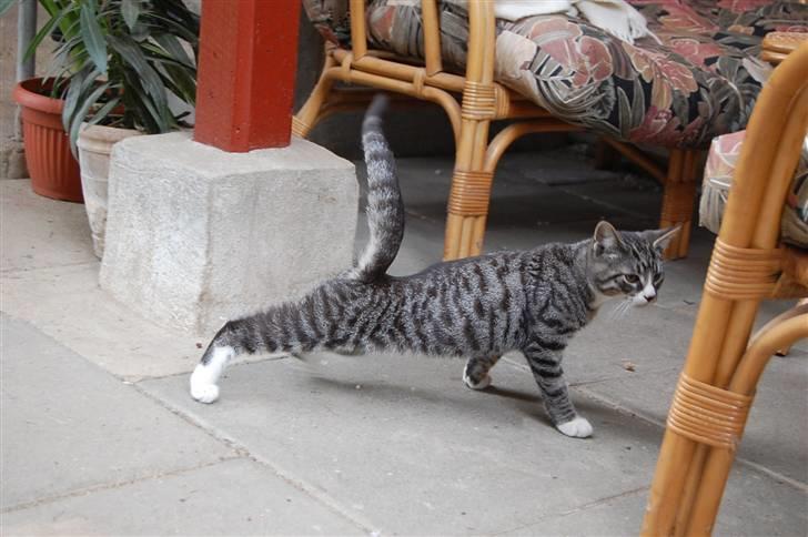 Huskat Figaro ! Forsvundet ! - foto: Mette Hansen billede 7