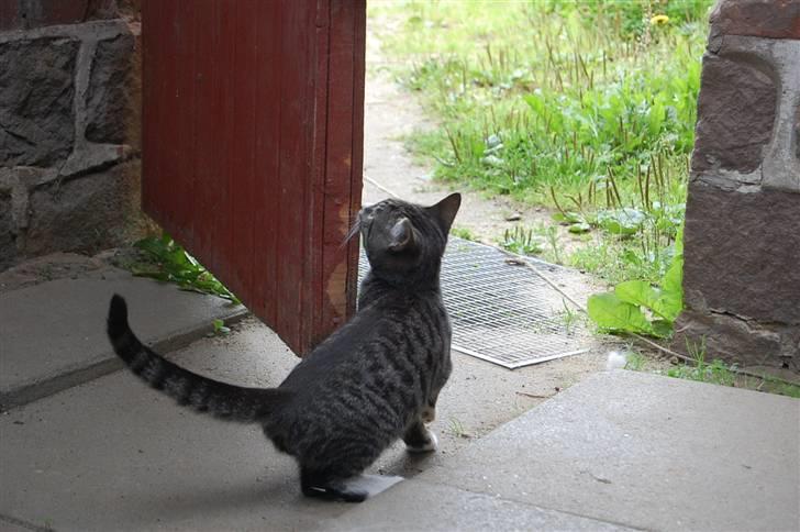 Huskat Figaro ! Forsvundet ! - foto: Mette Hansen billede 8