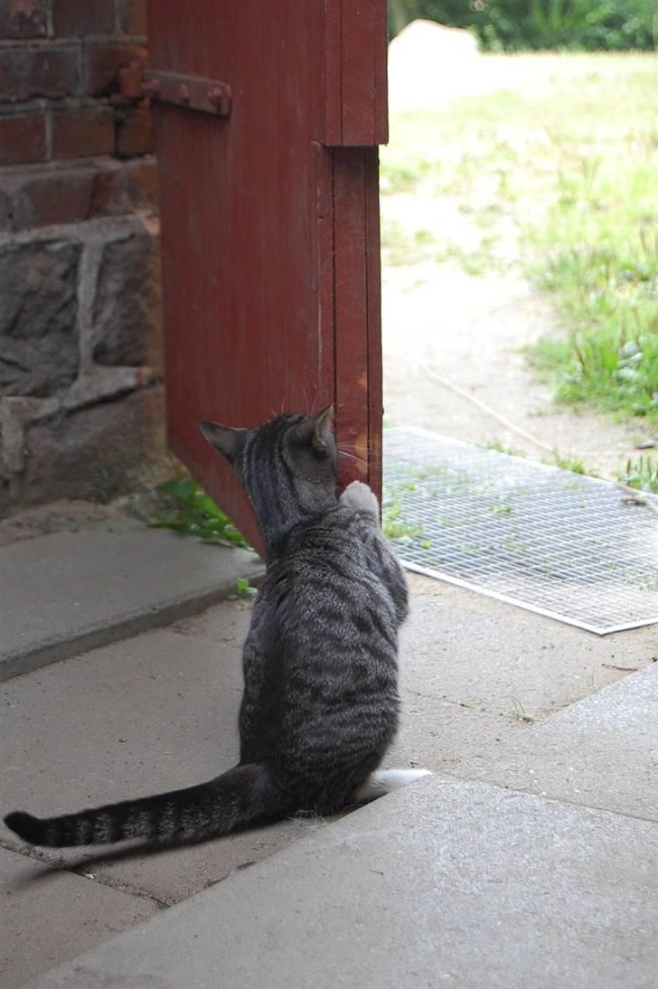 Huskat Figaro ! Forsvundet ! - foto: Mette Hansen billede 9