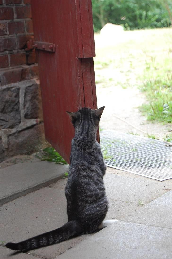 Huskat Figaro ! Forsvundet ! - foto: Mette Hansen billede 10