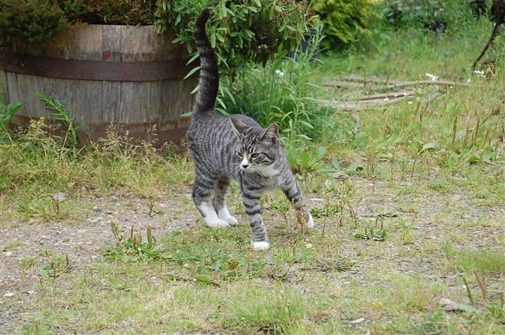 Huskat Figaro ! Forsvundet ! - foto: Mette Hansen billede 11