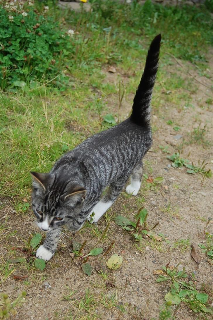 Huskat Figaro ! Forsvundet ! - foto: Mette Hansen billede 12