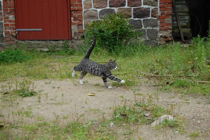 Huskat Figaro ! Forsvundet ! - foto: Mette Hansen billede 13