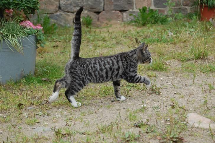 Huskat Figaro ! Forsvundet ! - foto: Mette Hansen billede 14