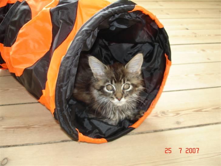 Maine Coon Cæsar billede 6