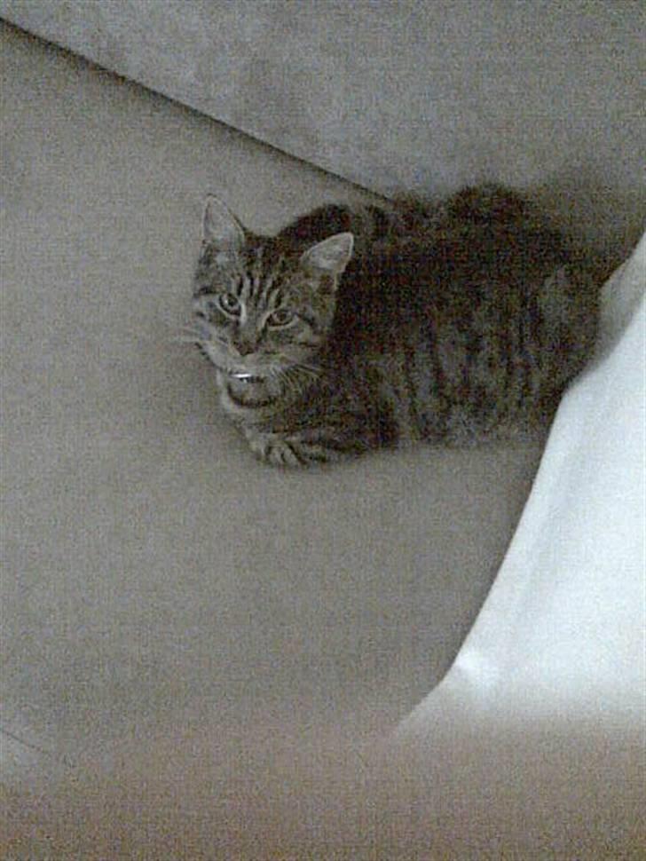 Blanding af racer Sushie patulny hovmand  - hov, der blev taget et billede af mig  billede 6